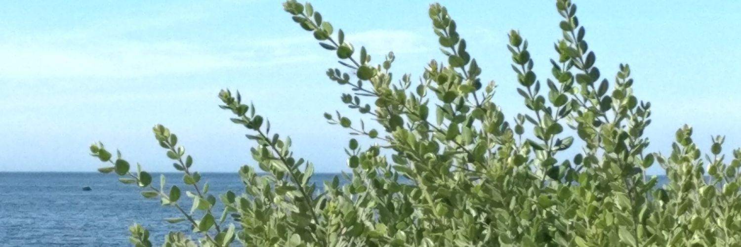 Paula Cepeda banner