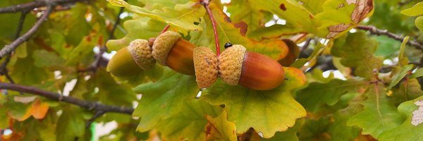 LudwigBollaerts Profile Banner