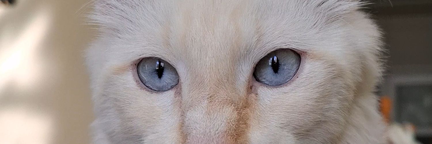 Leal_ago's profile banner image