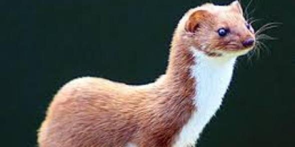 Catweasel321's profile banner image