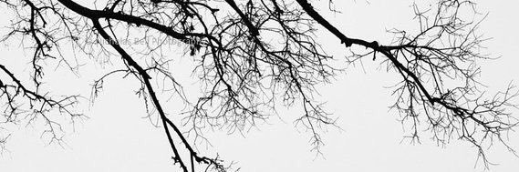 kcarolinaOr's profile banner image
