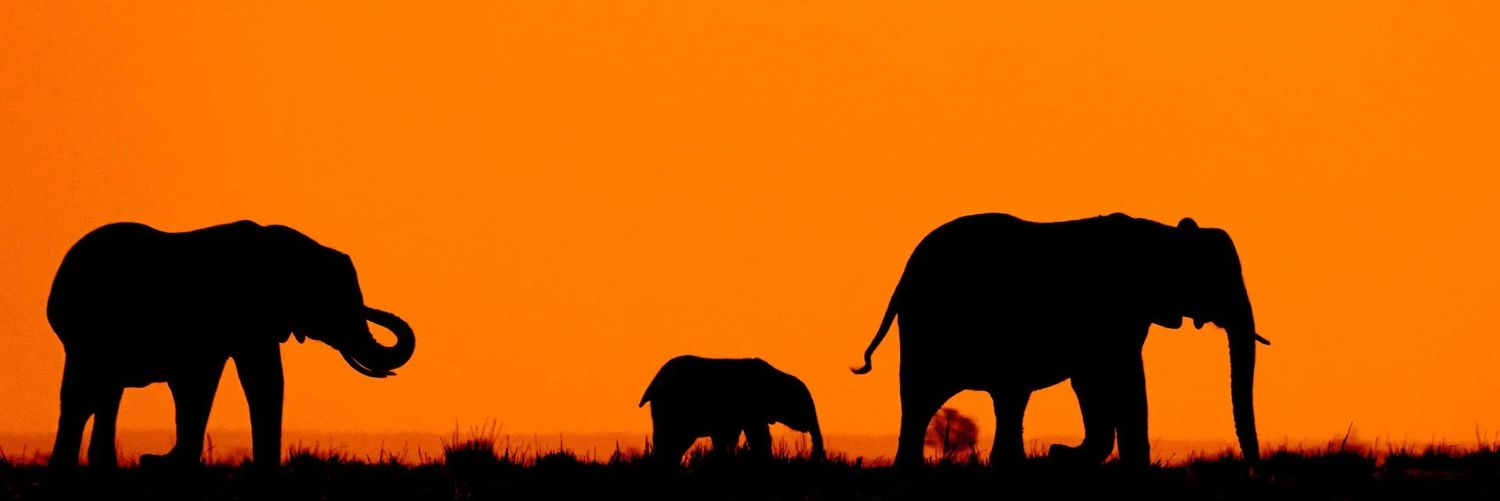 Bisounours 007 banner