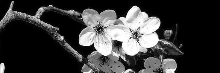 nini banner