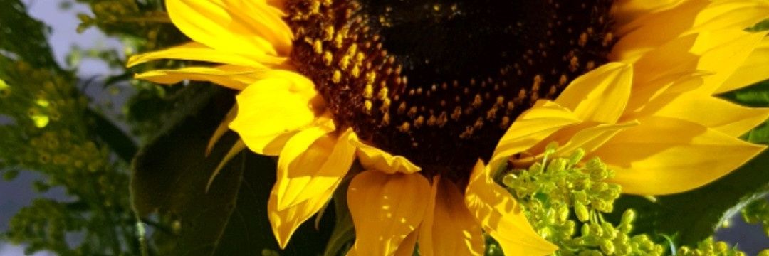 dayaareis's profile banner image