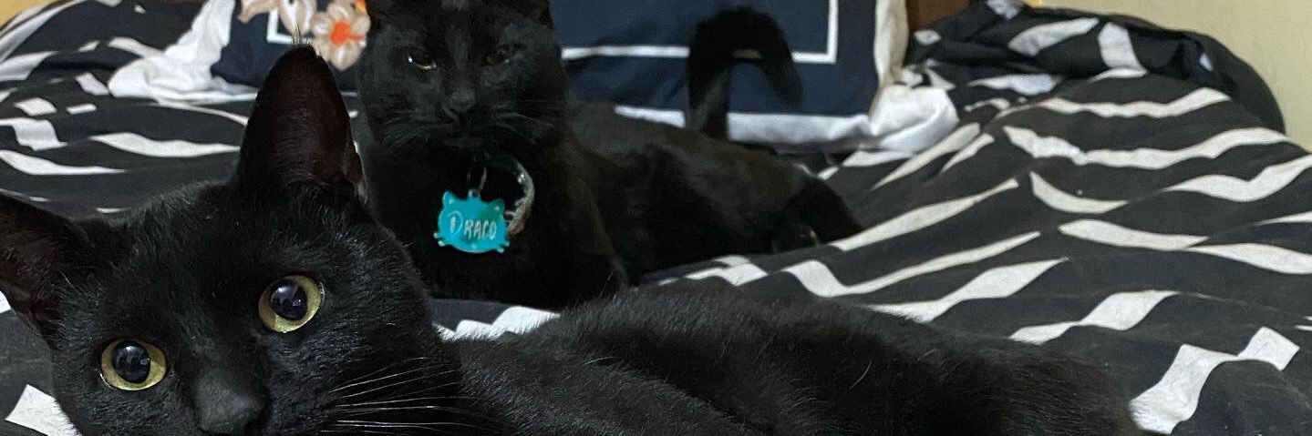 Zeltyelt's profile banner image