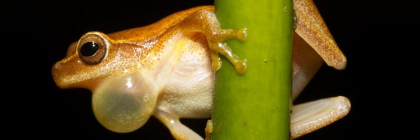lycceto Profile Banner