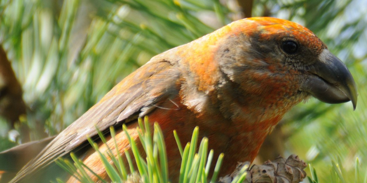 David DarrellLambert banner