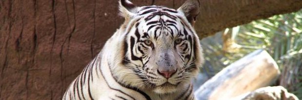 Honest_Ivan's profile banner image