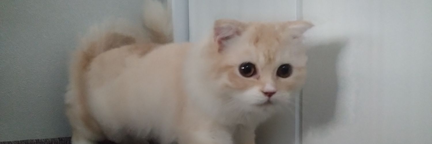 tyamaru_tea's profile banner image