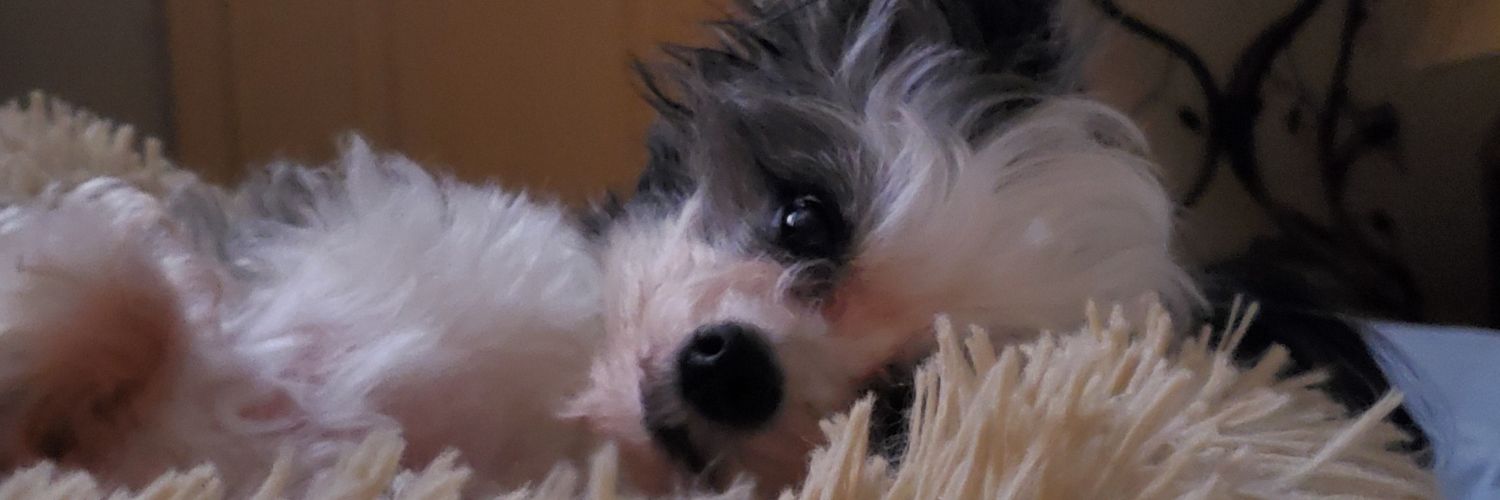 Wave + Emma @SummersWave🇺🇲💞🤠💞🐶💞🐾💞🐕💞😘's banner