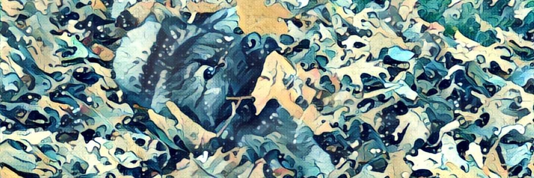 Vlad Vukicevic banner