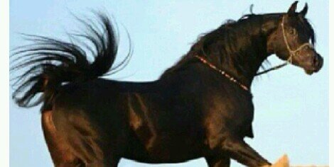 ArbHorses's profile banner image