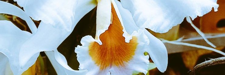 ORQUIBOR. Orquídeas, Bromelias y Arboleshogar banner