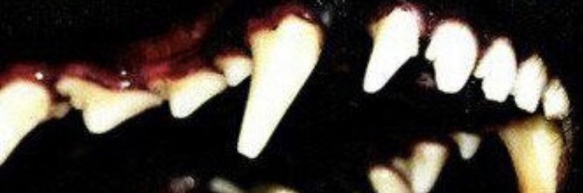 Tu_Fu996's profile banner image