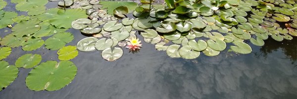 roshani Profile Banner