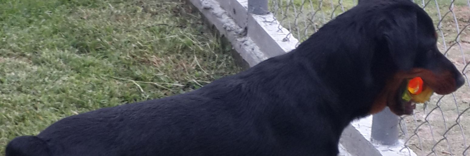 kennethandrades's profile banner image