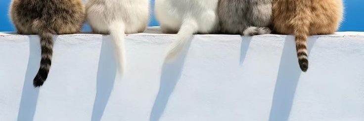 my banner