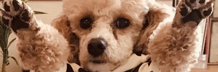 もろぞふ banner