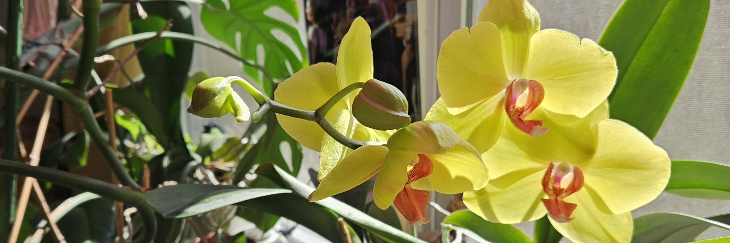 suiteladyoro.bsky.social banner