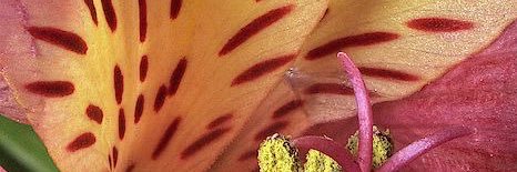 Kannibaliz's profile banner image