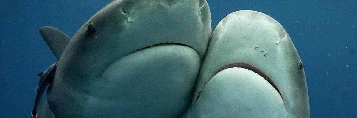 gamelorddd's profile banner image