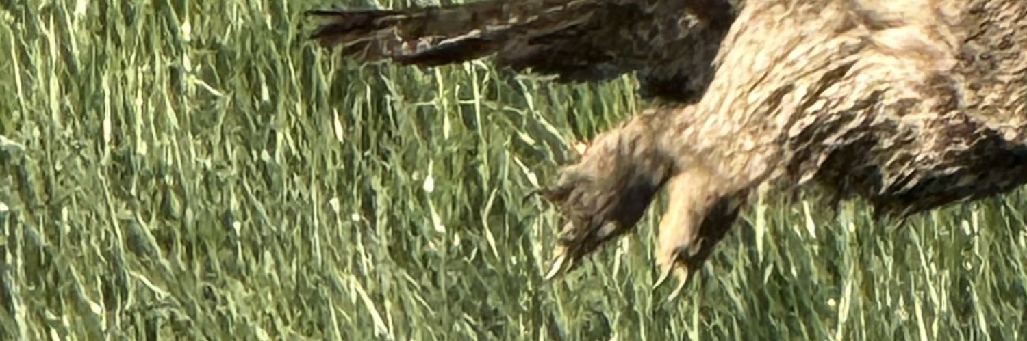 Kenterbean's profile banner image