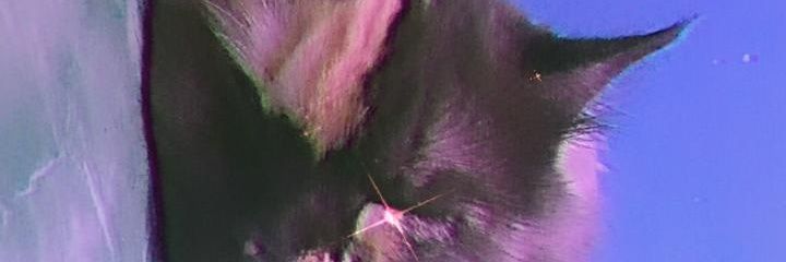 ladudu banner