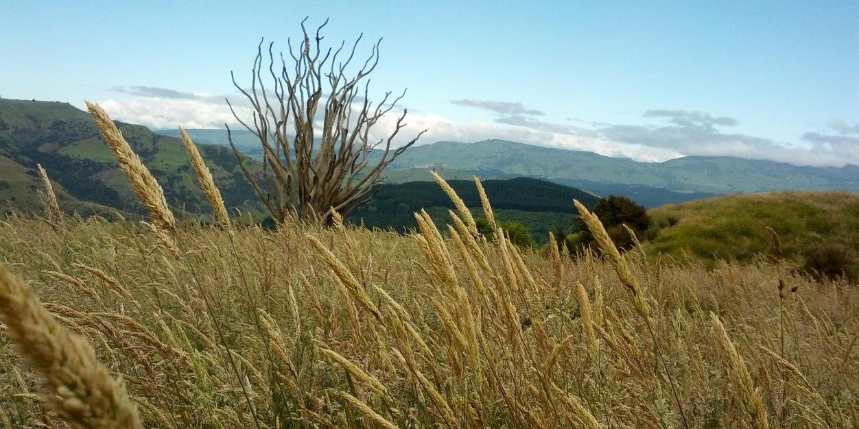 Ian Beardslee banner