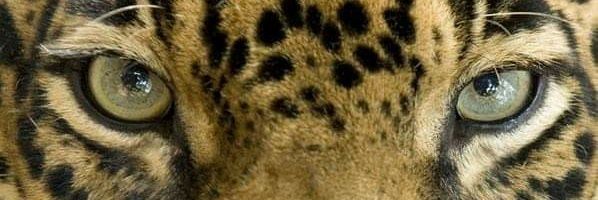 ChrisMacedo2013's profile banner image