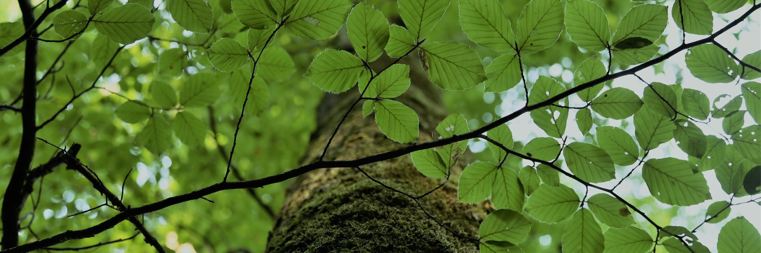 Ecosystem Analysis and Simulation Lab @UBT banner