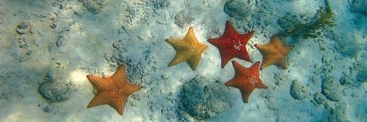 kyu (mention after dm pls) banner