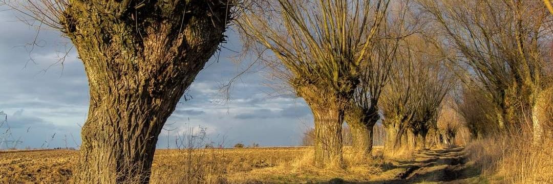 Henghr's profile banner image