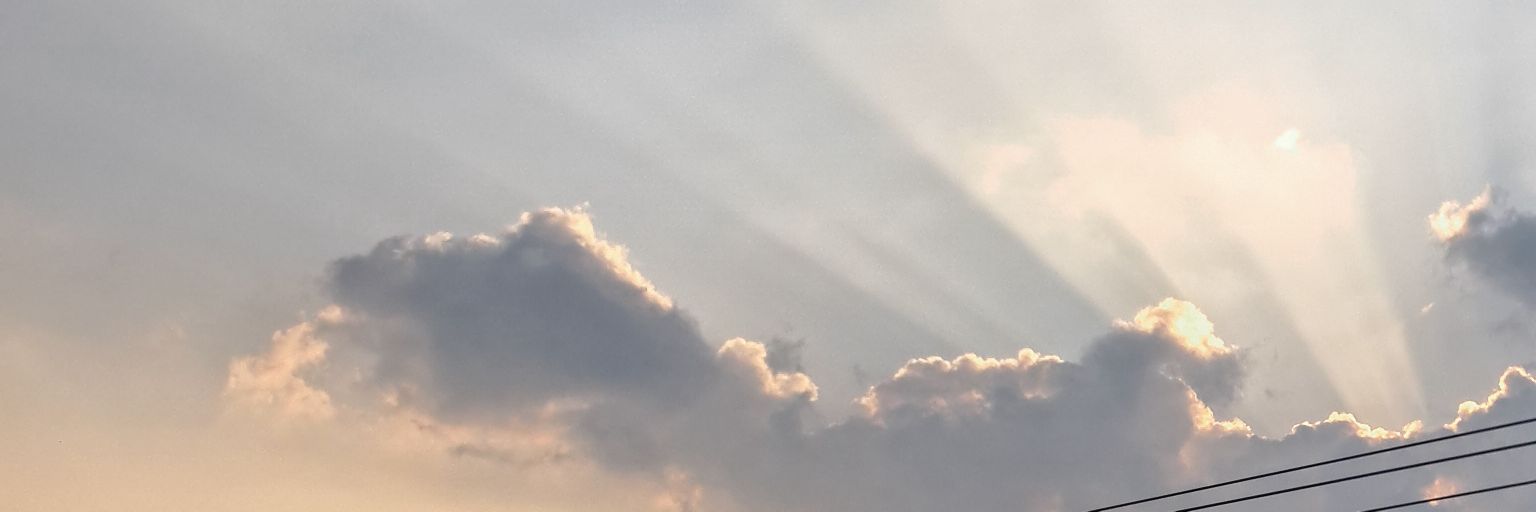 🦊 banner