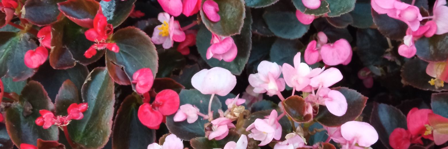 Sandra Franco Caspueñas banner