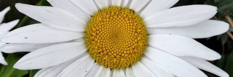_whiteaster's profile banner image