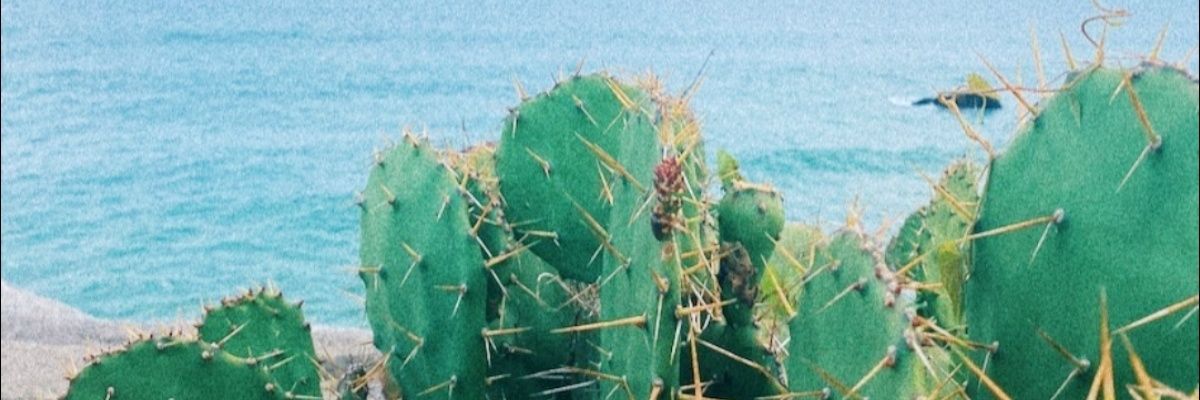 luizaschefferr's profile banner image