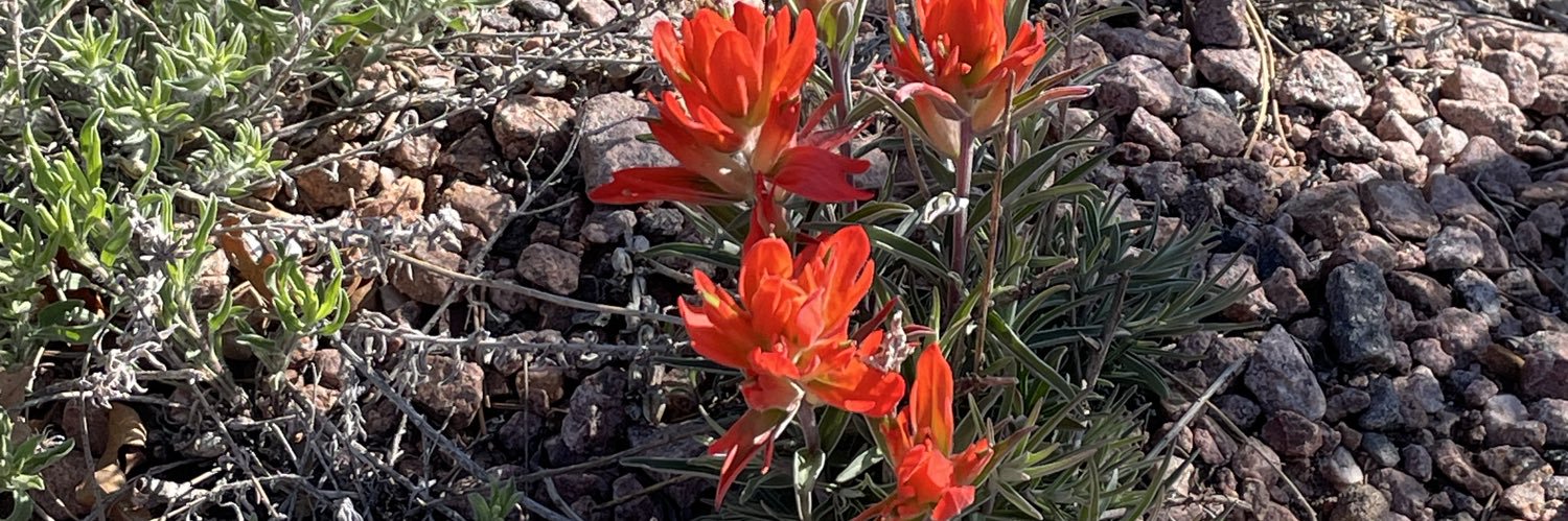 Jamie E Fain 🇺🇸🇮🇱🇮🇪 banner