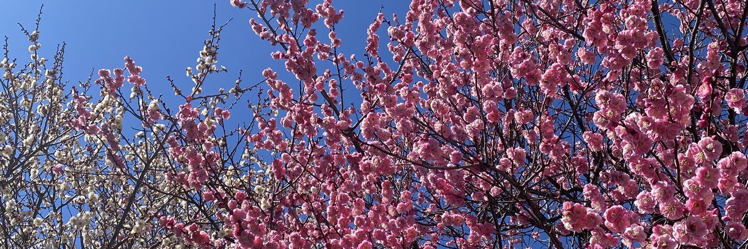 ⛄🦊🌻🌸MASA🌸🌻🦊⛄ banner