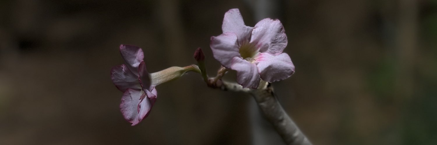 mylifethesis's profile banner image