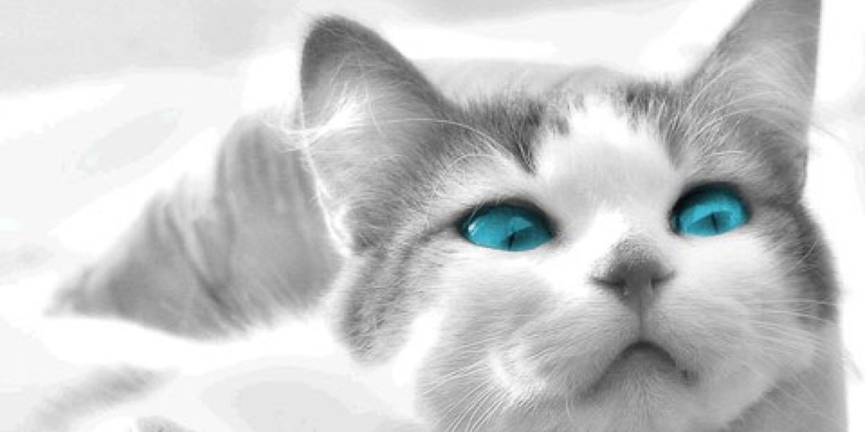 notpig_bu's profile banner image
