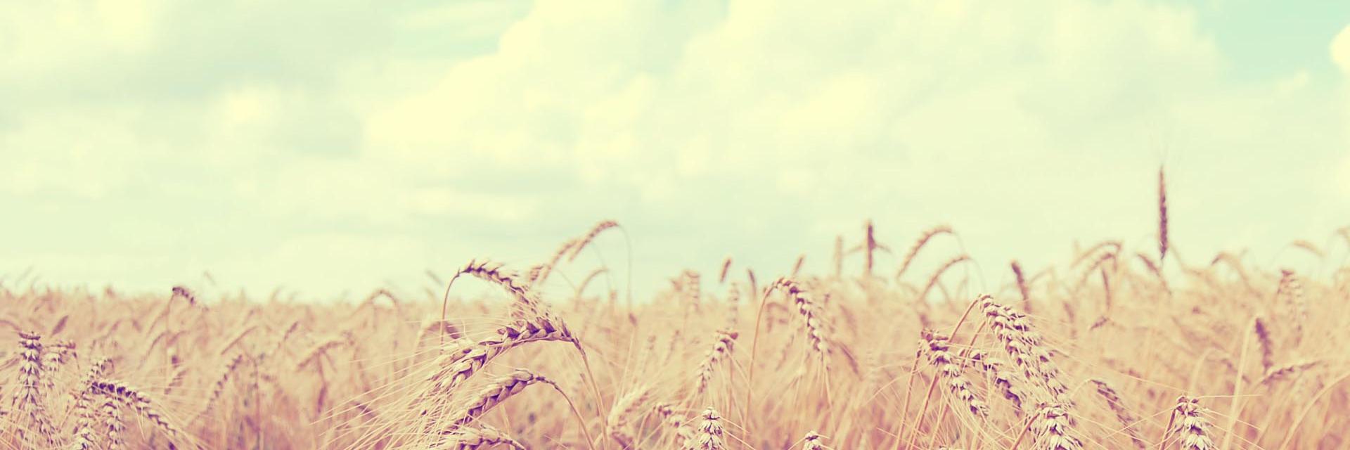 cuitcitt's profile banner image