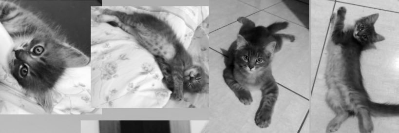 𝓜𝓲𝓼𝓼𝓪𝓷𝓭𝓮𝓲𝓛𝓖🥀 banner