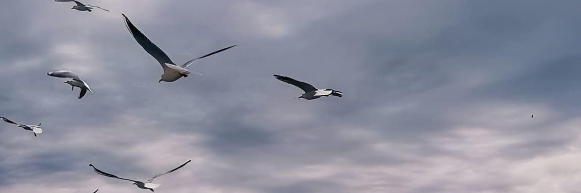 ♡̷̸ ⊙⊝⊜ banner