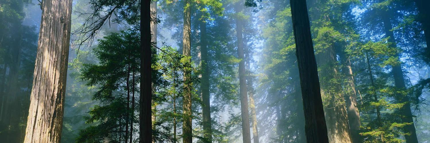 treetaggr's profile banner image