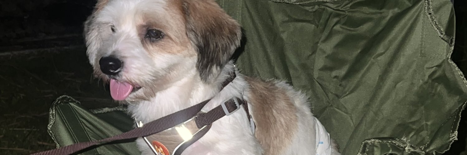 lingormexe's profile banner image