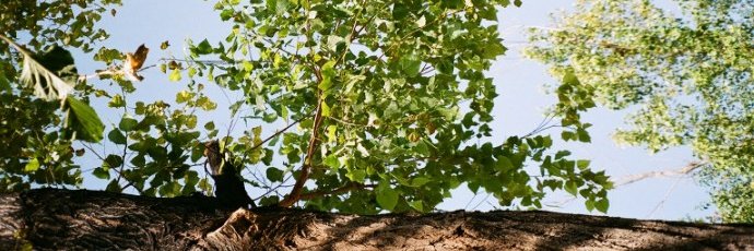 Sara 🇵🇸 banner