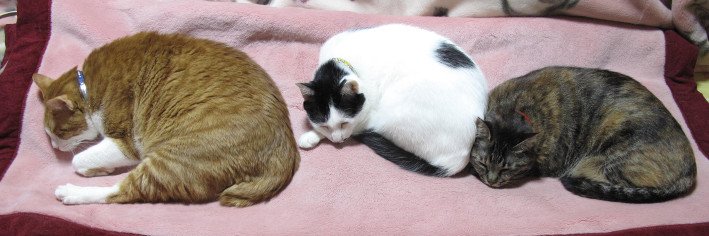 edamineko's profile banner image