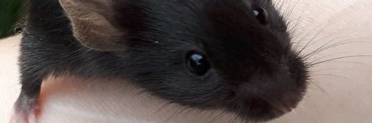 mo_m0use's profile banner image