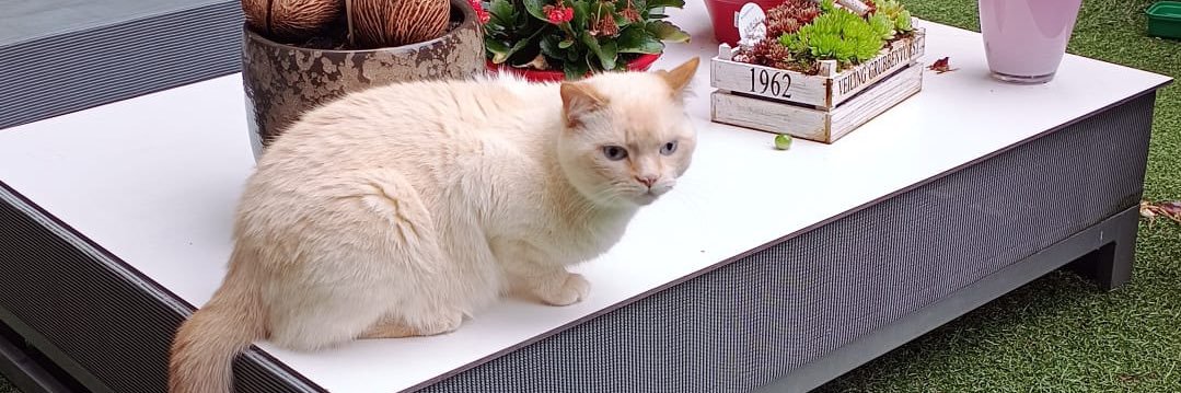 robbie letsch banner