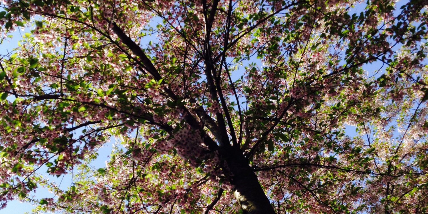 Tarang Sharma banner